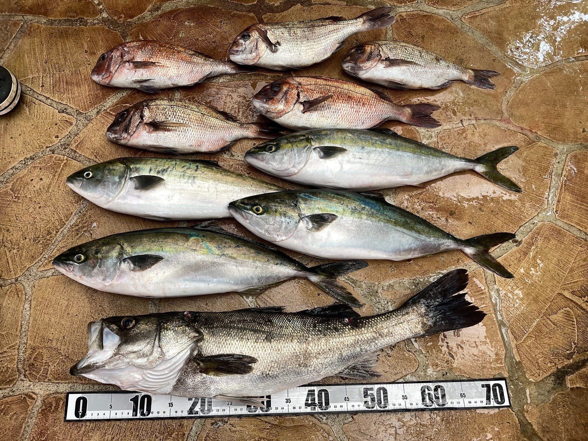 海上釣堀で場外！アジ飲ませで来たのは．．．