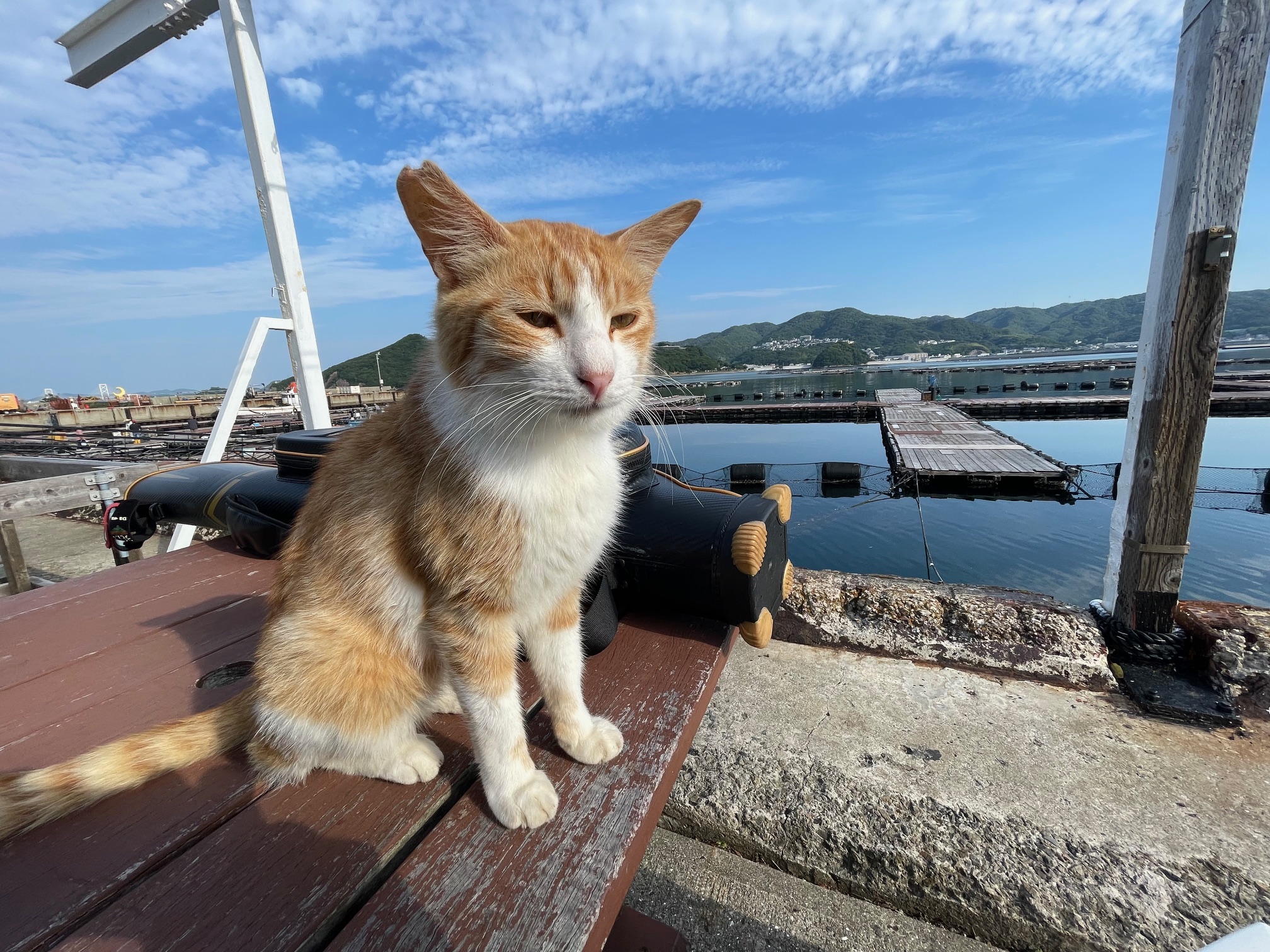 海上釣堀で鯛が釣れないから青物を狙って見ました。