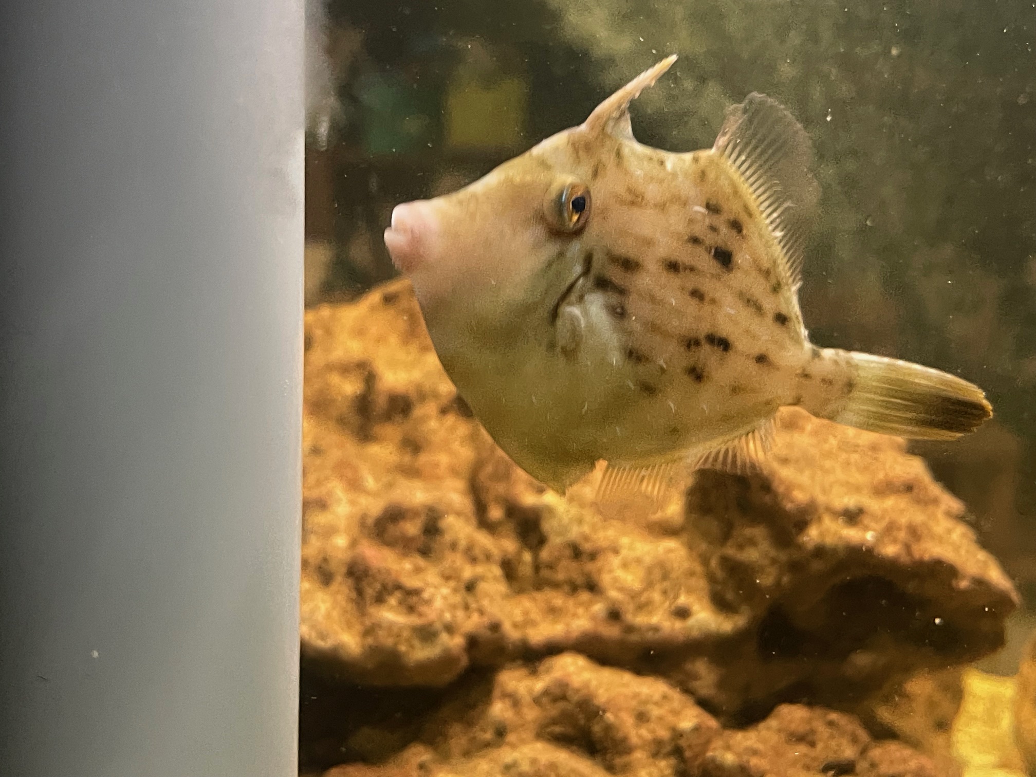 我が家の海水水槽に新人が！カクレクマノミと天然カワハギの混泳