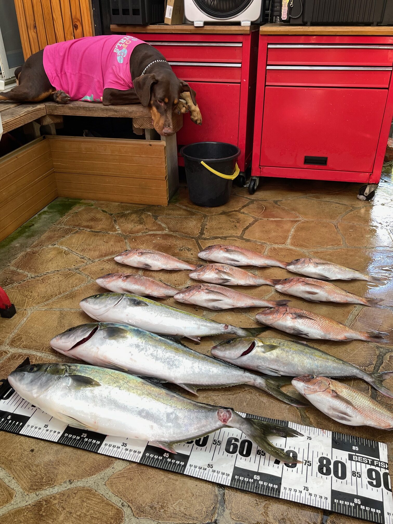 肩腱板断裂手術後7週間!ほぼ片手で海上釣堀でつ抜け? 肩腱板断裂手術後7週間!ほぼ片手で海上釣堀でつ抜け?