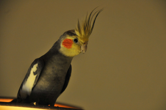 オカメインコのカメ吉パパ、永眠しました。