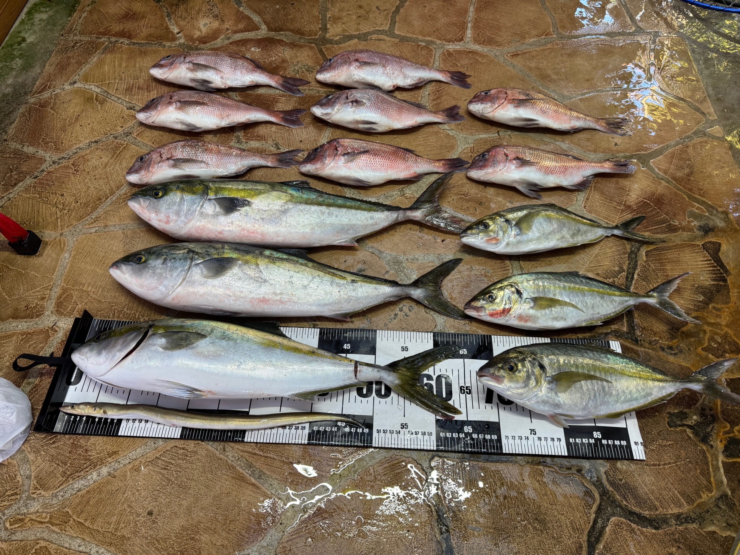 餌取り多い海上釣堀！　パパつ抜けまであと1匹やった～！(T_T)